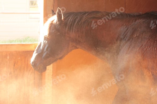 Preview: Horse in sunlight in barn stall