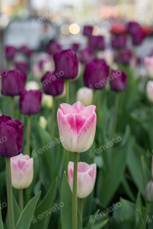 Preview: City view with tulips in spring. Cityscape in springtime in residential district
