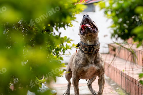 Preview: Natural silver frame showing pitbull dog. Beautiful pet in nature.