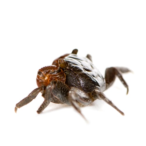 Preview: red-clawed crab - Perisesarma bidens