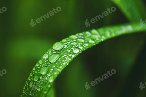 Preview: Dew drops on grass blade closeup