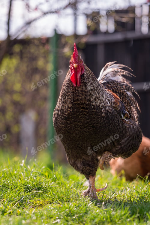 Preview: Selective focus of a fierce, colorful and patterned rooster standing on the grass