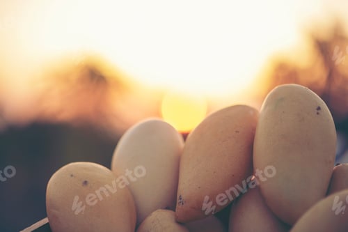 Preview: Mango fruit, Yellow mango for health