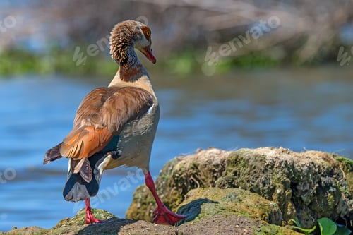 Preview: Egyptian goose or Alopochen aegyptiacus
