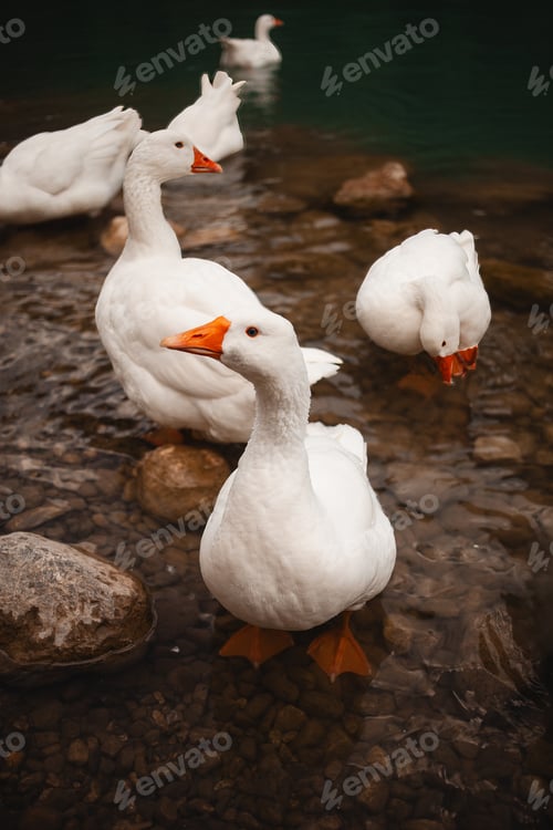 Preview: white geese peacefully float on a Turkish lake along the Lycian Way, a picturesque moment in nature.