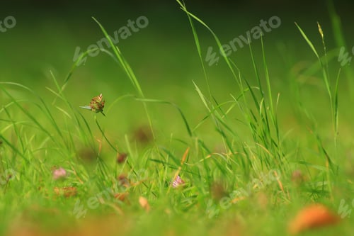 Preview: grass and vegetation on the field in Autumn season