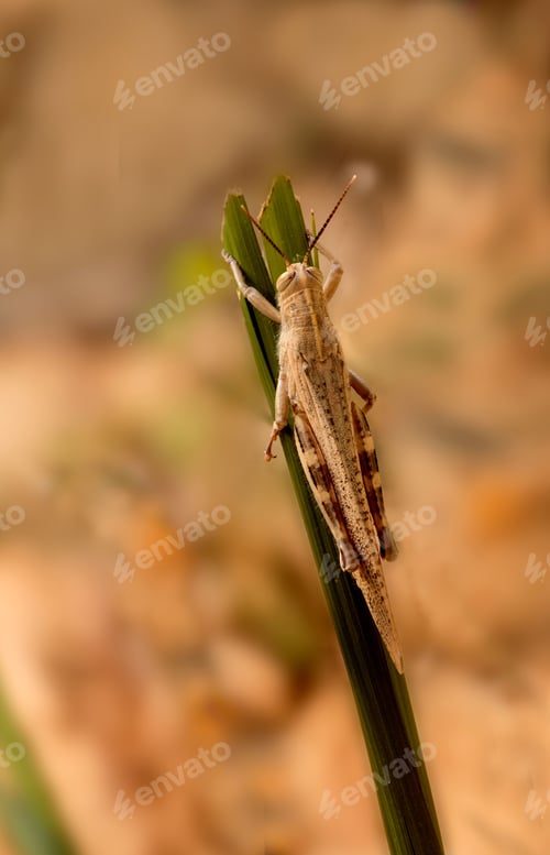 Preview: Back view of a brown form adult of the Egyptian grasshopper or Egyptian locust,