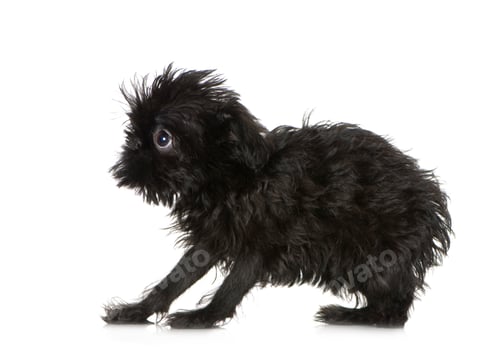 Preview: Griffon Bruxellois (3 months)