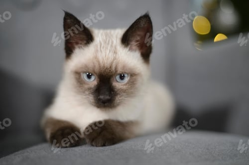 Preview: Siamese cat portrait on a grey sofa
