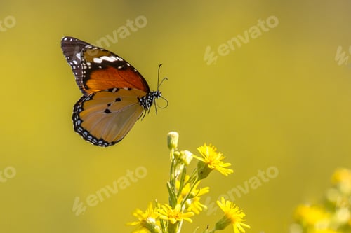 Preview: Flying Plain tiger butterfly