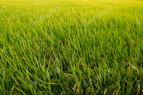 Preview: Paddy field