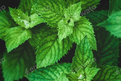 Preview: Fresh mint growing in the garden, high angle shot