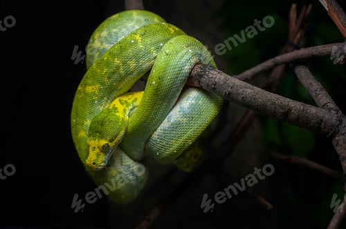 Preview: Green tree python isolated on black
