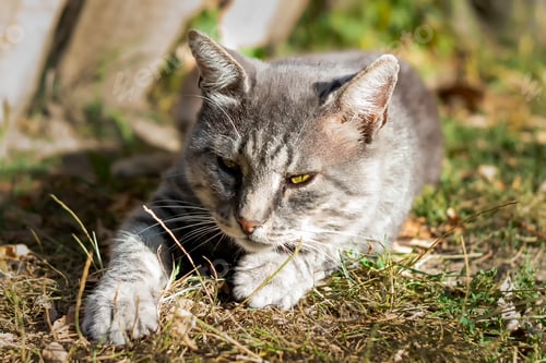 Preview: Grey striped country cat. Pet. Shooting in nature. Side view.