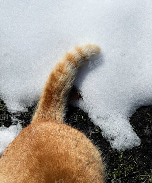 Preview: Ginger cat’s tail on snow