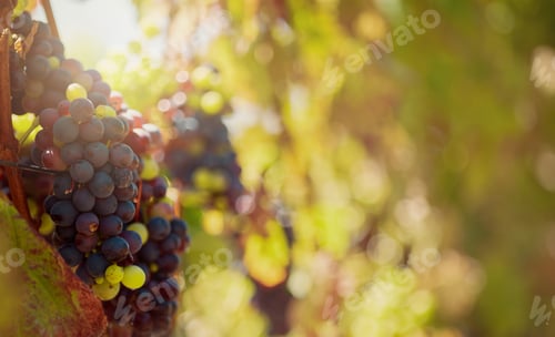 Preview: Closeup of a fresh bunch of red and green grapes with copyspace in a vineyard. Growing fruit and pr