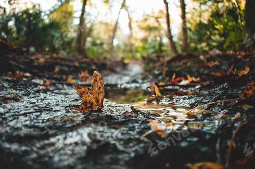 Preview: Selective closeup shot of fallen leaves covered in dirt on water puddles