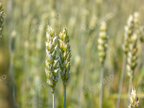Preview: Two fresh ears of young Green Wheat on nature in spring summer field close-up with copy space.