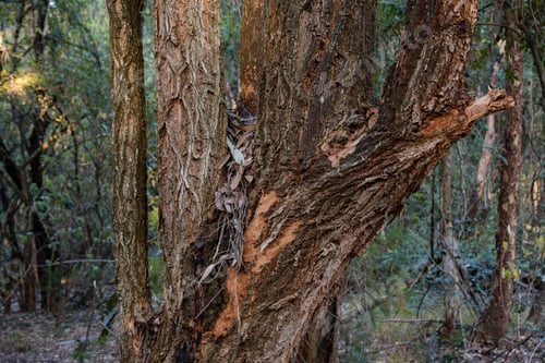 Preview: Kenya Forest Outdoors Textures Plants Vegetaion Park Exteriors Landscapes