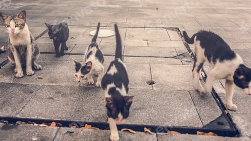 Preview: Group of cute street cats and kittens