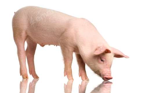 Preview: pig