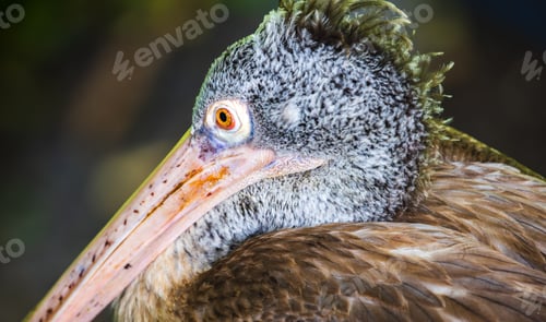 Vista previa: Portrait of a spot-billed pelican, Gray pelican's head with vibrant orange eye close up