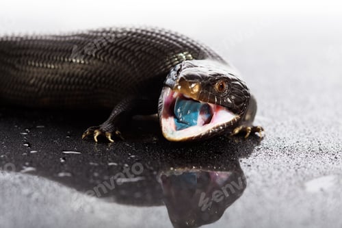 Preview: Black blue tongued lizard in wet dark shiny environement