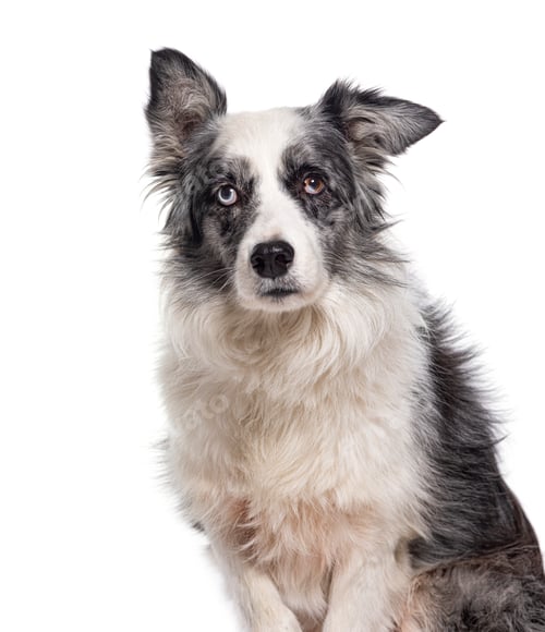 Preview: Head shot of a Black and white Border collie dog isolated on white