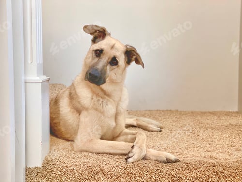 Preview: A pet dog sitting on the stairs with her paws crossed like a school portrait
