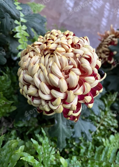 Preview: Chrysanthemum