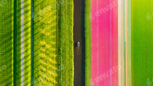 Preview: Drone view on the tulip field, canal and boat. Landscape from the air. Rows on the field.