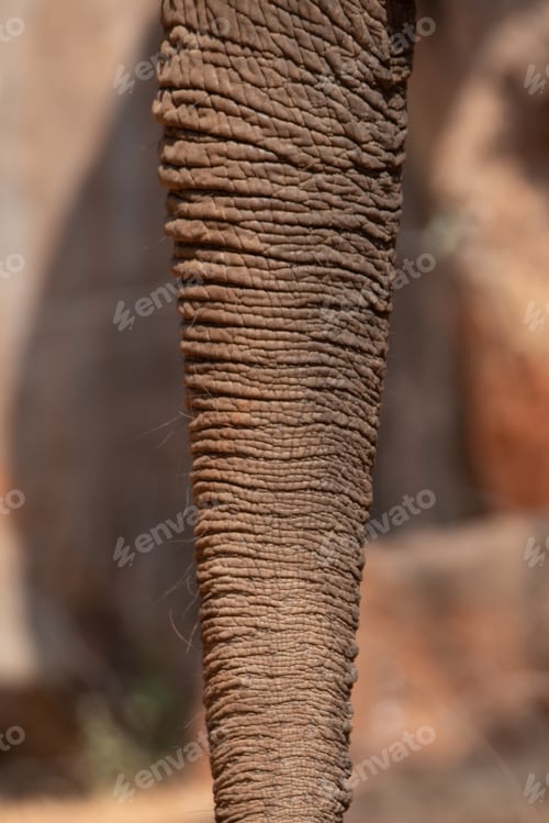 Preview: wild animal mammal elephant with trunk towards upside elevated walking and finding food in forest