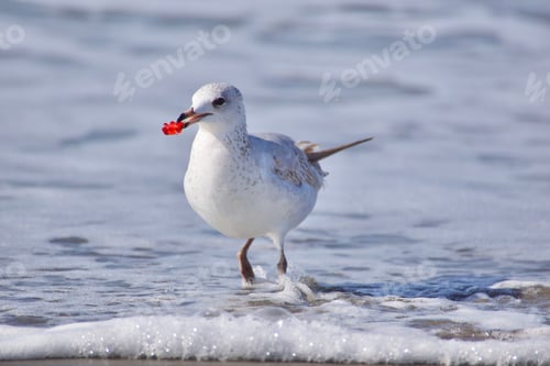 Preview: The king of the sea! Seagull captures a BEAR on the coastline of California.