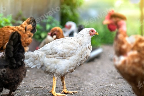 Preview: Hens feeding on traditional rural barnyard. Close up of chicken on barn yard. Free range poultry