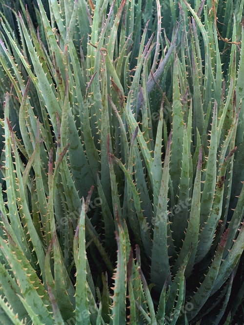 Preview: A Green Sword Succulent Makes a Great Background of Differing Greens