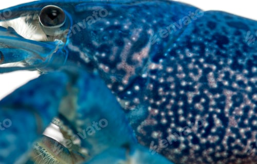 Preview: Close-up of Blue crayfish
