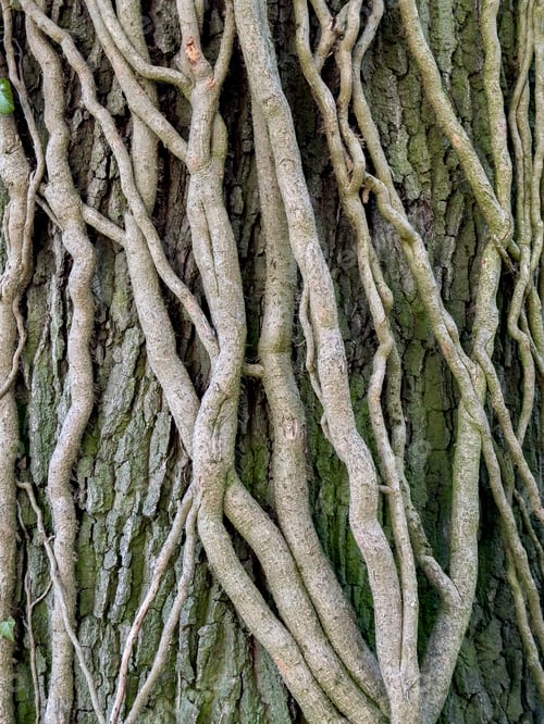 Preview: Creepers growing up a tree trunk