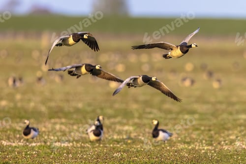 Preview: Barnacle geese flying on migration
