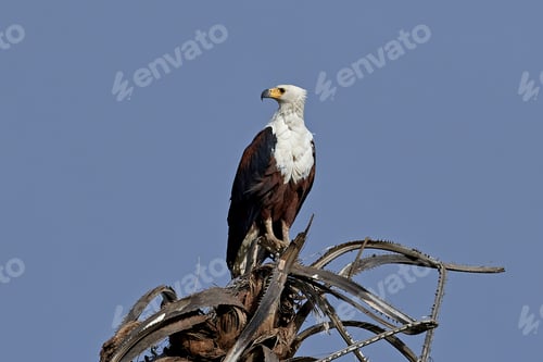 Preview: African fish eagle (Haliaeetus vocifer)