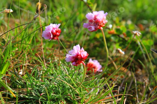 Preview: countryside near Hvitarnes hut