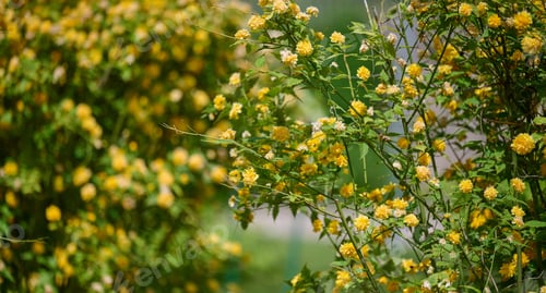 Preview: Large bush of Kerria japonica with yellow flowers in the garden on a spring day