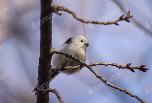 Preview: Long-tailed tit on a branch
