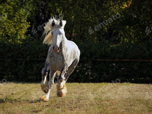 Preview: arabian, horse, mare, stallion, riding