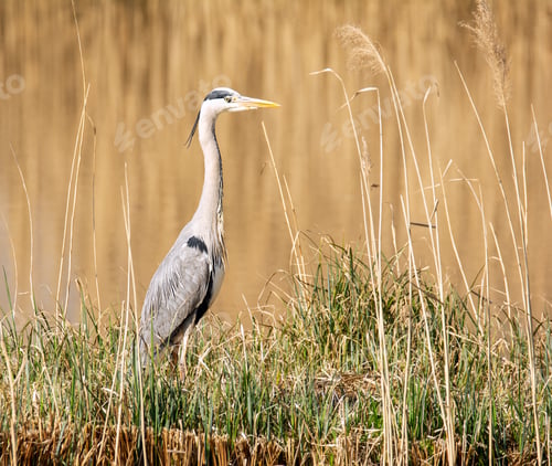 Preview: Grey heron bird standing at the water