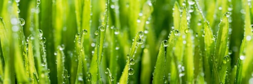 Preview: Wet spring green grass backround with dew lawn natural.