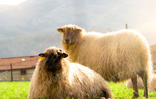 Preview: Domestic sheep in grazing pasture. Sheep with ear tag and white fur in green grass field. Livestock
