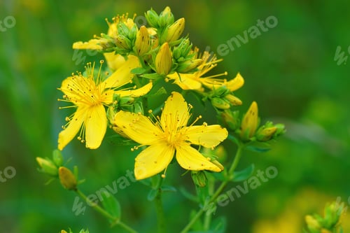 Preview: Closeup on the yellow flowers of common St John's wort