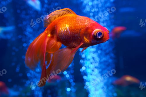 Preview: Goldfish in the aquarium