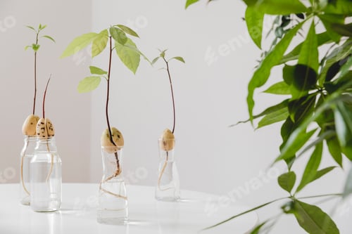 Preview: Stylish and botany composition of home interior garden filled a lot of plants.