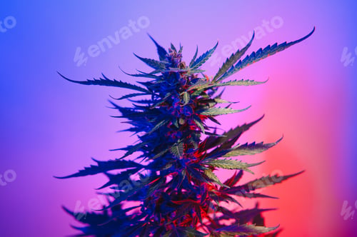 Preview: Deep purple Cannabis plant. Marijuana flower.